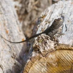 Amphibolurus muricatus at Bald Hills, NSW - 22 Feb 2018