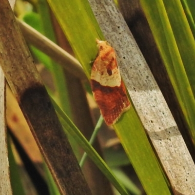 Epiphyas postvittana (Light Brown Apple Moth) at Booth, ACT - 24 Feb 2018 by JohnBundock