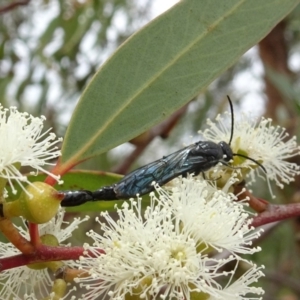 Rhagigaster ephippiger at Molonglo Valley, ACT - 22 Feb 2018