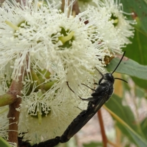 Rhagigaster ephippiger at Molonglo Valley, ACT - 22 Feb 2018