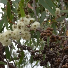 Eucalyptus macrorhyncha (Red Stringybark) at Sth Tablelands Ecosystem Park - 22 Feb 2018 by galah681