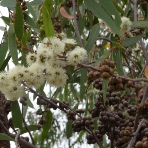 Eucalyptus macrorhyncha at Molonglo Valley, ACT - 22 Feb 2018
