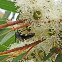 Laeviscolia frontalis (Two-spot hairy flower wasp) at Sth Tablelands Ecosystem Park - 22 Feb 2018 by galah681