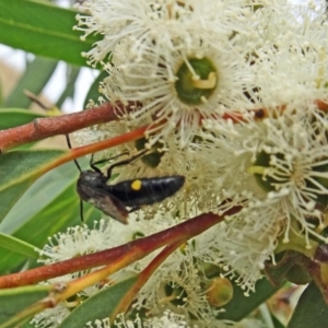 Laeviscolia frontalis at Molonglo Valley, ACT - 22 Feb 2018