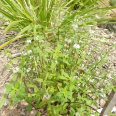 Mentha diemenica (Wild Mint, Slender Mint) at Sth Tablelands Ecosystem Park - 30 Dec 2017 by AndyRussell