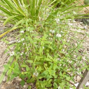 Mentha diemenica at Molonglo Valley, ACT - 31 Dec 2017