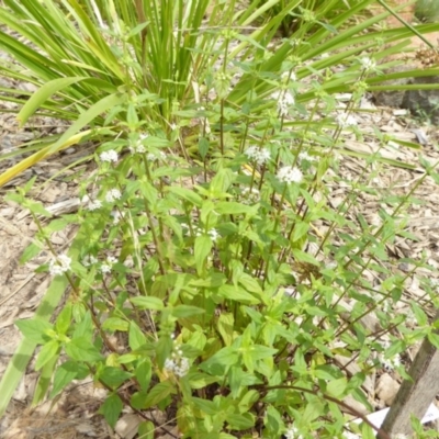 Mentha diemenica (Wild Mint, Slender Mint) at Molonglo Valley, ACT - 31 Dec 2017 by AndyRussell