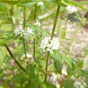 Mentha diemenica at Molonglo Valley, ACT - 31 Dec 2017