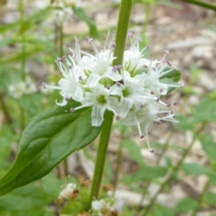 Mentha diemenica at Molonglo Valley, ACT - 31 Dec 2017