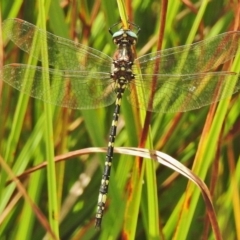 Synthemis eustalacta (Swamp Tigertail) at Booth, ACT - 24 Feb 2018 by JohnBundock