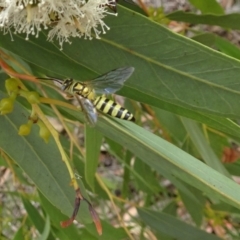 Tiphiidae (family) (Unidentified Smooth flower wasp) at Molonglo Valley, ACT - 22 Feb 2018 by galah681