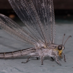 Heoclisis fundata (Antlion lacewing) at Higgins, ACT - 24 Feb 2018 by AlisonMilton