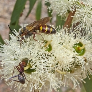 Tiphiidae (family) at Molonglo Valley, ACT - 22 Feb 2018