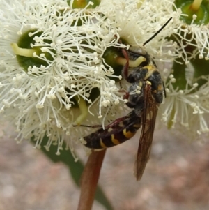 Tiphiidae (family) at Molonglo Valley, ACT - 22 Feb 2018 11:44 AM