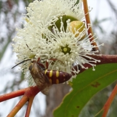 Tiphiidae (family) at Molonglo Valley, ACT - 22 Feb 2018 11:44 AM