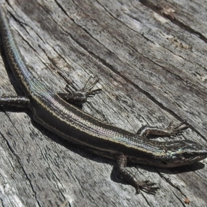 Pseudemoia spenceri at Booth, ACT - 24 Feb 2018