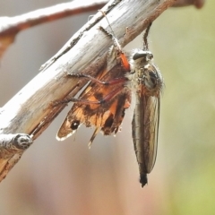 Neoaratus hercules (Herculean Robber Fly) at Namadgi National Park - 24 Feb 2018 by JohnBundock