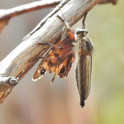 Neoaratus hercules (Herculean Robber Fly) at Booth, ACT - 24 Feb 2018 by JohnBundock