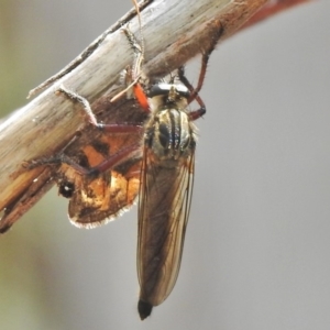 Neoaratus hercules at Booth, ACT - 24 Feb 2018