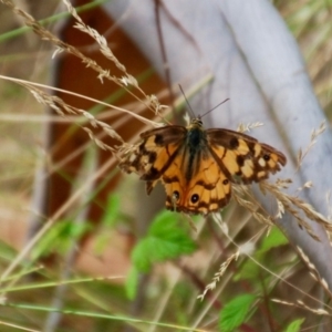 Heteronympha penelope at Cotter River, ACT - 24 Feb 2018