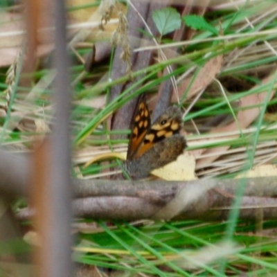 Geitoneura klugii (Marbled Xenica) at Cotter River, ACT - 24 Feb 2018 by KMcCue