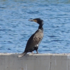 Phalacrocorax carbo (Great Cormorant) at Coombs Ponds - 12 Feb 2018 by michaelb