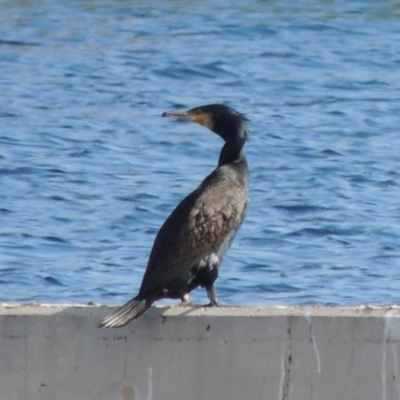 Phalacrocorax carbo (Great Cormorant) at Coombs, ACT - 12 Feb 2018 by michaelb