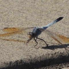 Orthetrum caledonicum (Blue Skimmer) at Coombs Ponds - 12 Feb 2018 by michaelb