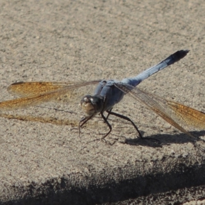 Orthetrum caledonicum (Blue Skimmer) at Coombs, ACT - 12 Feb 2018 by MichaelBedingfield