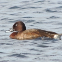 Aythya australis (Hardhead) at Coombs Ponds - 12 Feb 2018 by michaelb