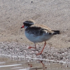 Charadrius melanops (Black-fronted Dotterel) at Coombs, ACT - 12 Feb 2018 by MichaelBedingfield