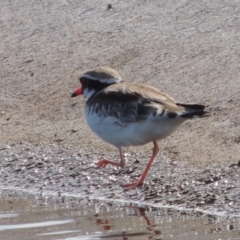 Elseyornis melanops (Black-fronted Dotterel) at Coombs Ponds - 12 Feb 2018 by michaelb