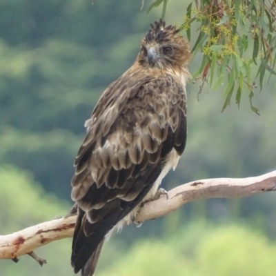 Hieraaetus morphnoides (Little Eagle) at Garran, ACT - 25 Feb 2018 by roymcd