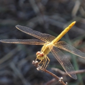 Diplacodes bipunctata at Hume, ACT - 23 Feb 2018