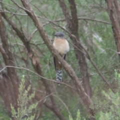 Cacomantis flabelliformis (Fan-tailed Cuckoo) at ANBG - 6 Nov 2009 by KMcCue