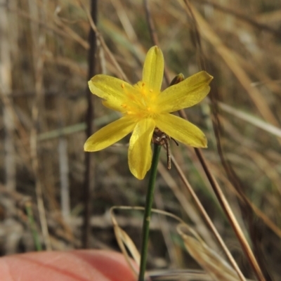 Tricoryne elatior (Yellow Rush Lily) at Coombs, ACT - 12 Feb 2018 by michaelb