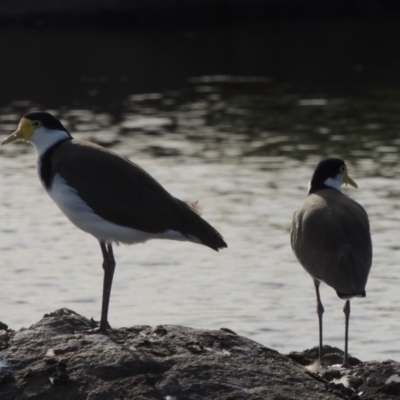 Vanellus miles (Masked Lapwing) at Molonglo River Reserve - 12 Feb 2018 by michaelb