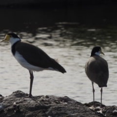 Vanellus miles (Masked Lapwing) at Coombs, ACT - 12 Feb 2018 by michaelb