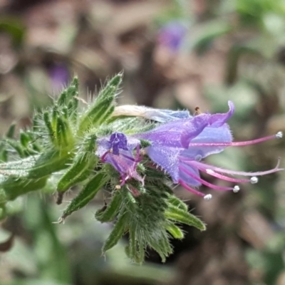 Echium vulgare (Vipers Bugloss) at Mount Mugga Mugga - 26 Feb 2018 by Mike