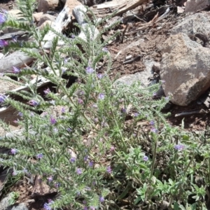 Echium vulgare at Symonston, ACT - 26 Feb 2018 12:17 PM