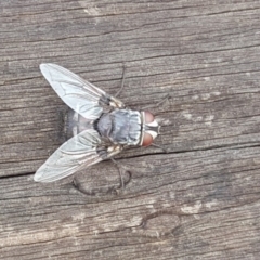 Rutilia (Donovanius) sp. (genus & subgenus) (A Bristle Fly) at Mount Mugga Mugga - 25 Feb 2018 by Mike