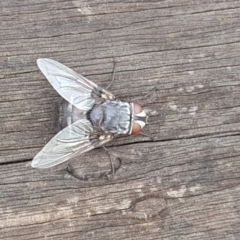 Rutilia (Donovanius) sp. (genus & subgenus) (A Bristle Fly) at O'Malley, ACT - 26 Feb 2018 by Mike