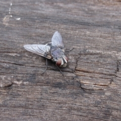 Rutilia (Donovanius) sp. (genus & subgenus) at O'Malley, ACT - 26 Feb 2018