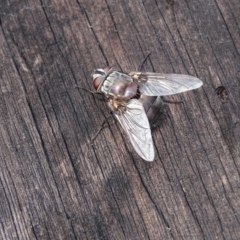 Rutilia (Donovanius) sp. (genus & subgenus) at O'Malley, ACT - 26 Feb 2018