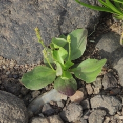 Plantago major (Greater Plantain) at Coombs, ACT - 12 Feb 2018 by MichaelBedingfield