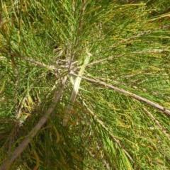 Tenodera australasiae at Molonglo Valley, ACT - 26 Feb 2018