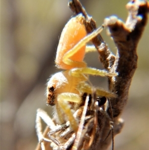 Opisthoncus sp. (genus) at Belconnen, ACT - 26 Feb 2018