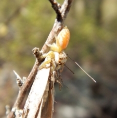 Opisthoncus sp. (genus) at Belconnen, ACT - 26 Feb 2018