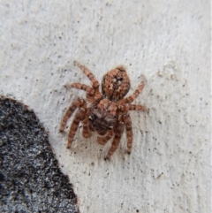 Servaea sp. (genus) (Unidentified Servaea jumping spider) at Mount Painter - 26 Feb 2018 by CathB
