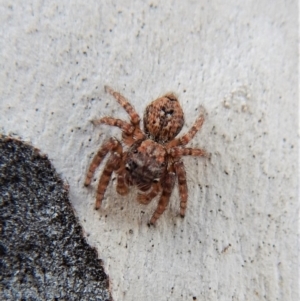 Servaea sp. (genus) at Cook, ACT - 26 Feb 2018 11:56 AM